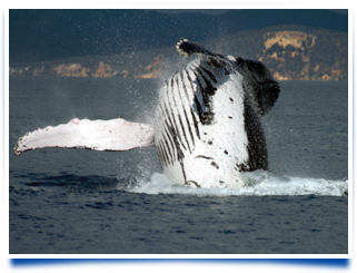 Freedom III Whale Watchign Cruises | Hervey Bay